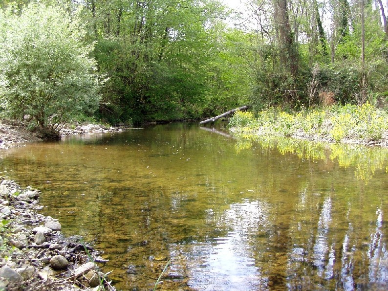 Orgia fra rospi comuni